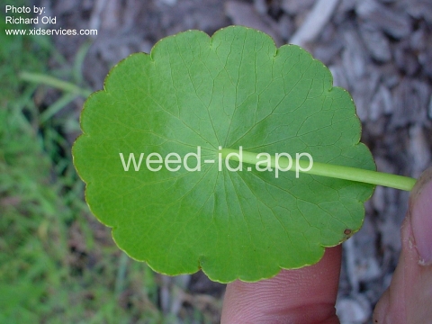 pennywort, whorled